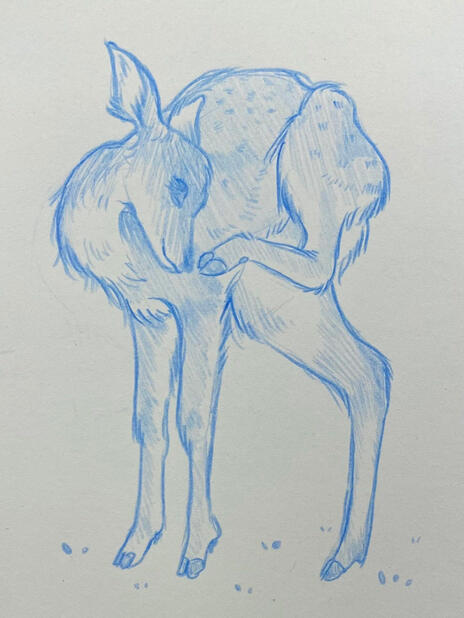 Animal/Wildlife Study